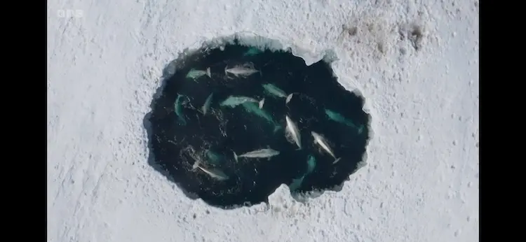 Beluga whale (Delphinapterus leucas) as shown in Frozen Planet II - Frozen Ocean